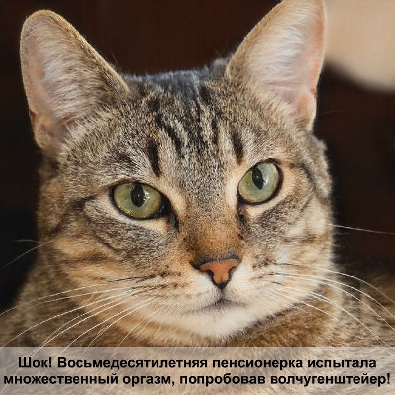 породы кошек серого цвета