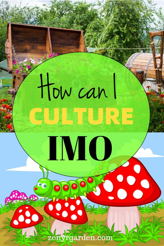 how-can-i-culture-imo-pin.jpg