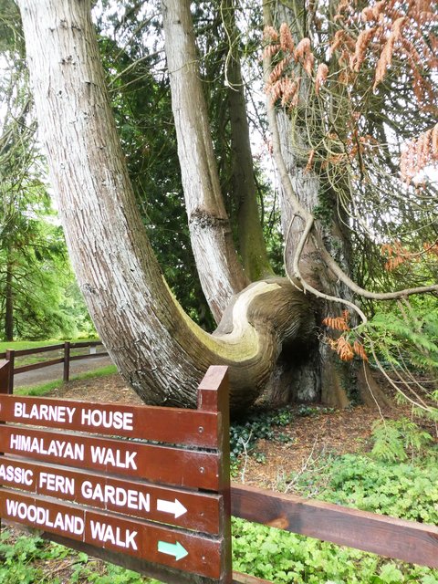 10 días por Irlanda en verano de 2024 - Blogs de Irlanda - DÍA 5 – Castillo Blarney – Parque Nacional Killarney (13)