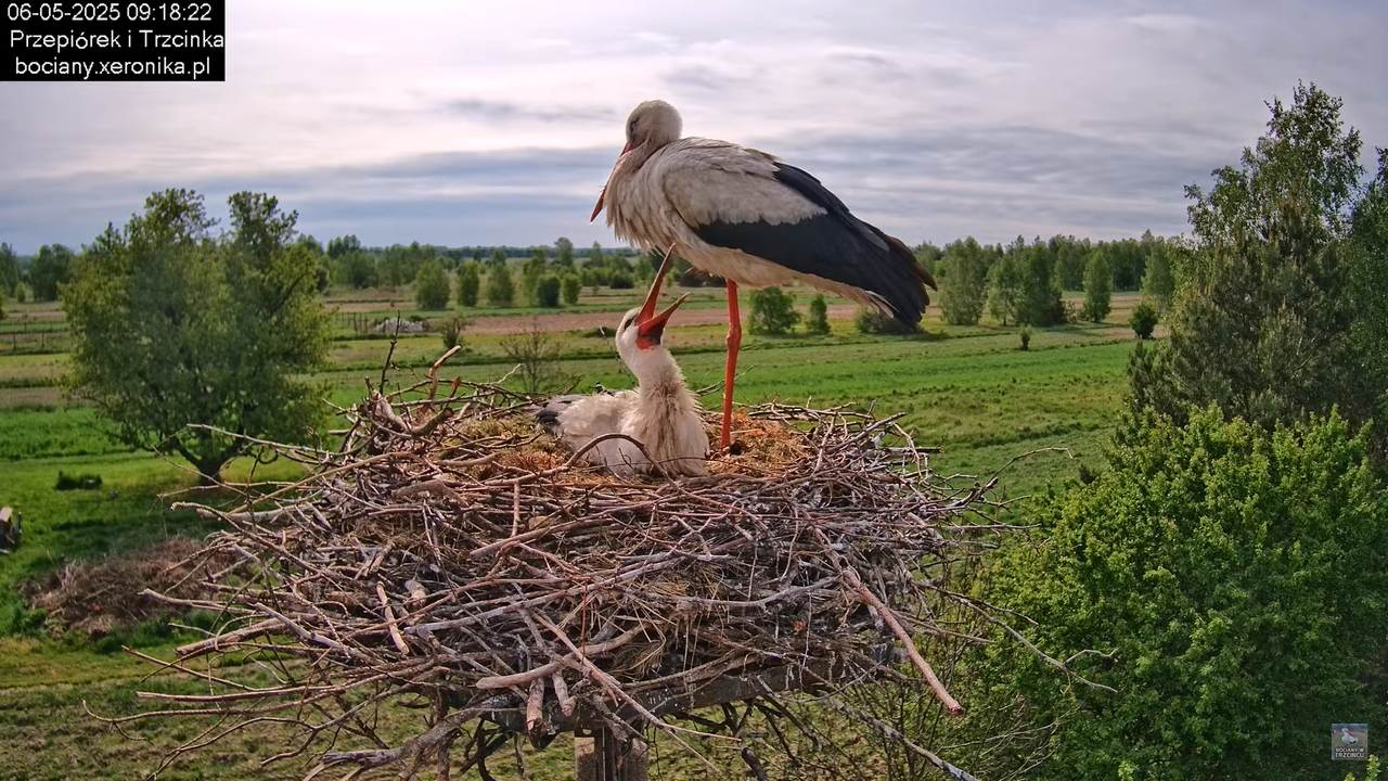 06052025bociany16