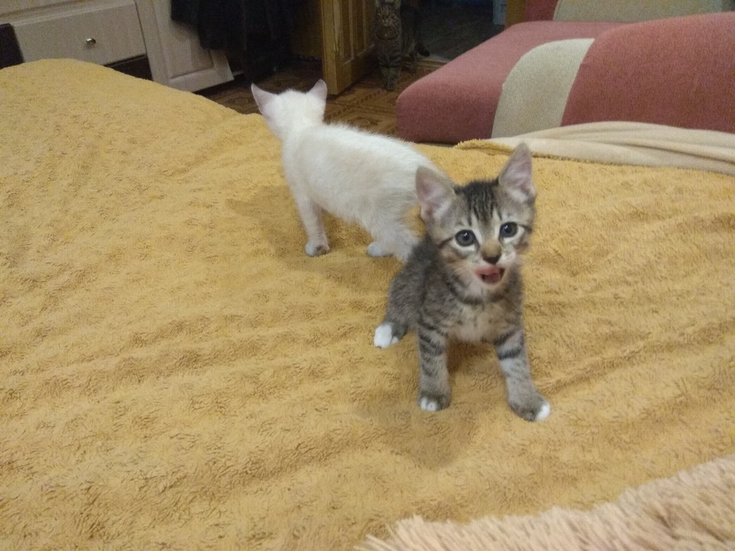 ШкетШпингалет5