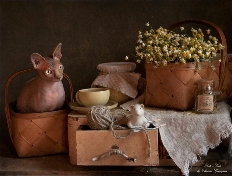 11539594-584055548364579-3480923988220502756-n