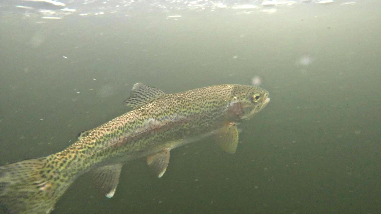 SI3
