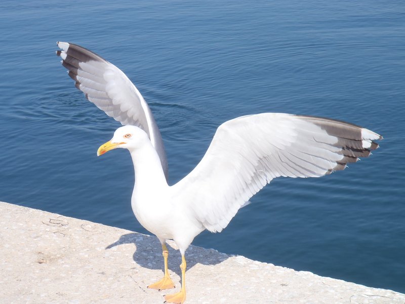 Slika