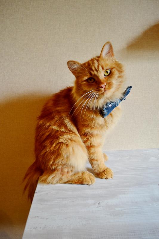 DSC_1519.JPGшшшш