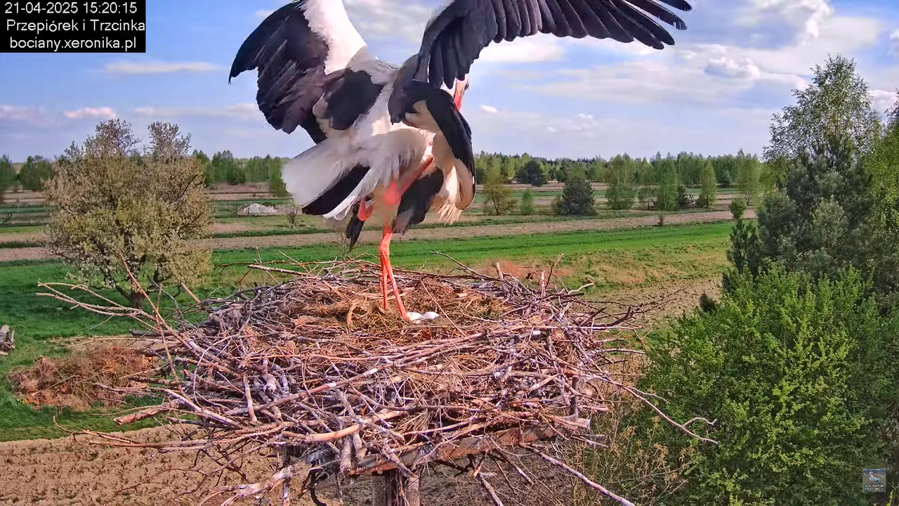 21042025bociany18
