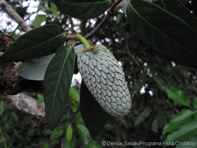 Annona hypoglauca