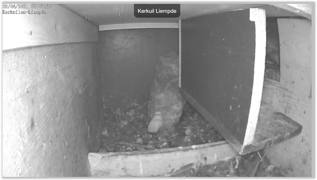 Screen Shot 06-29-21 at 12.02 AM 001