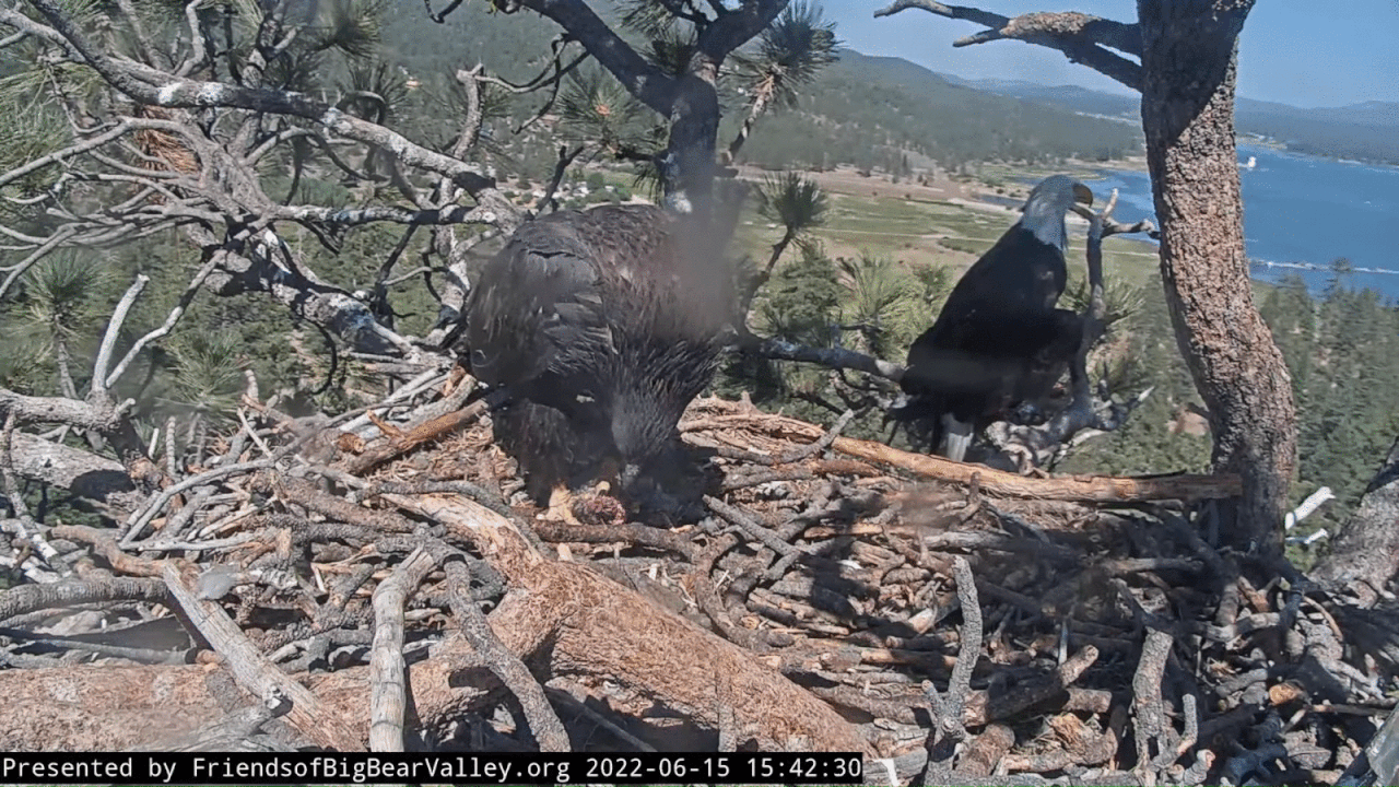 Webp.net-gifmaker (2)