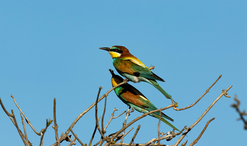 green-birds-two.jpg
