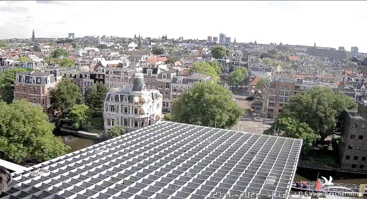 Amsterdam/Rijksmuseum screenshots © Beleef de Lente/Vogelbescherming Nederland - Pagina 30 Video-2022-06-21-103840-Moment-5