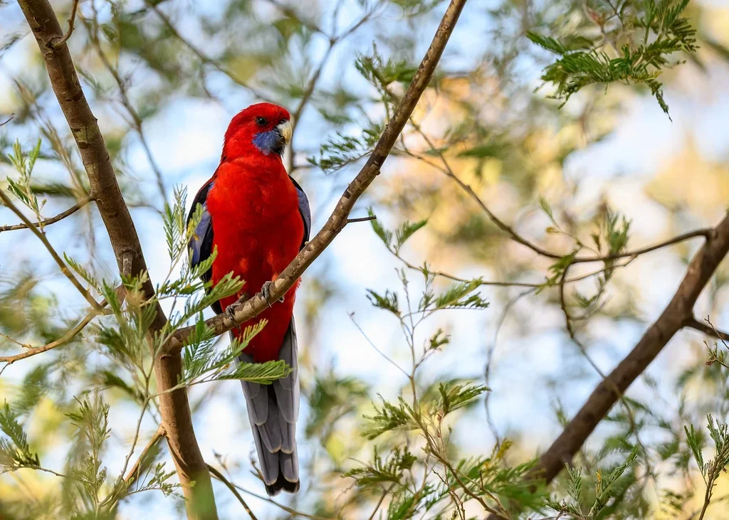 red-rosella-bird.webp