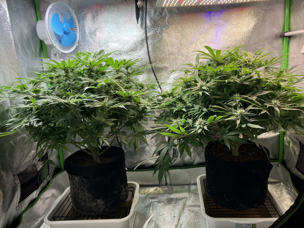 bIMG_1664 (Junio 4  2023)