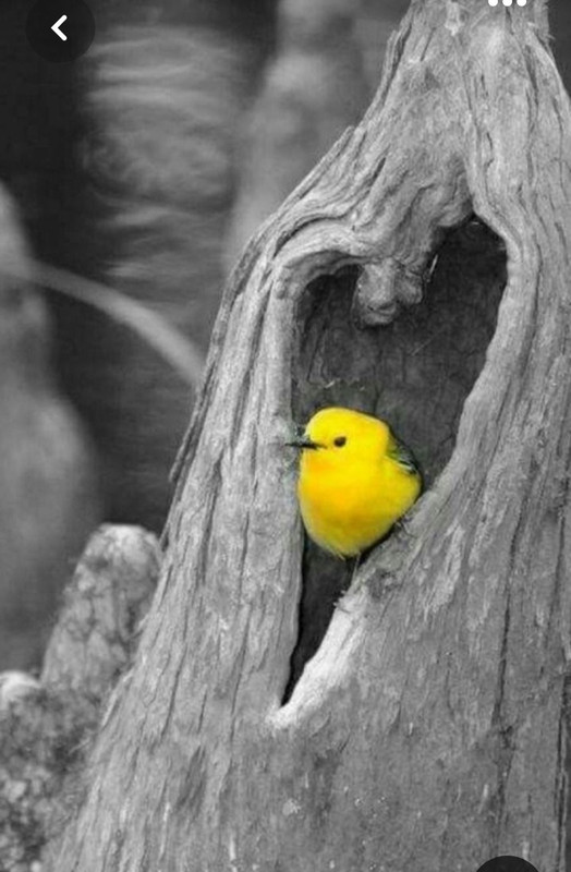 Screenshot_20230426_233309_Pinterest