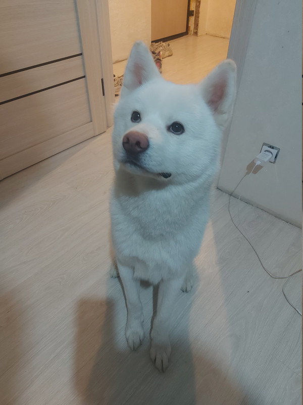 Рокки
