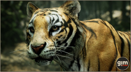 Unreal Engine Marketplace - Animalia - Tiger (male) [4.20 - 4.27, 5.0 - 5.1]