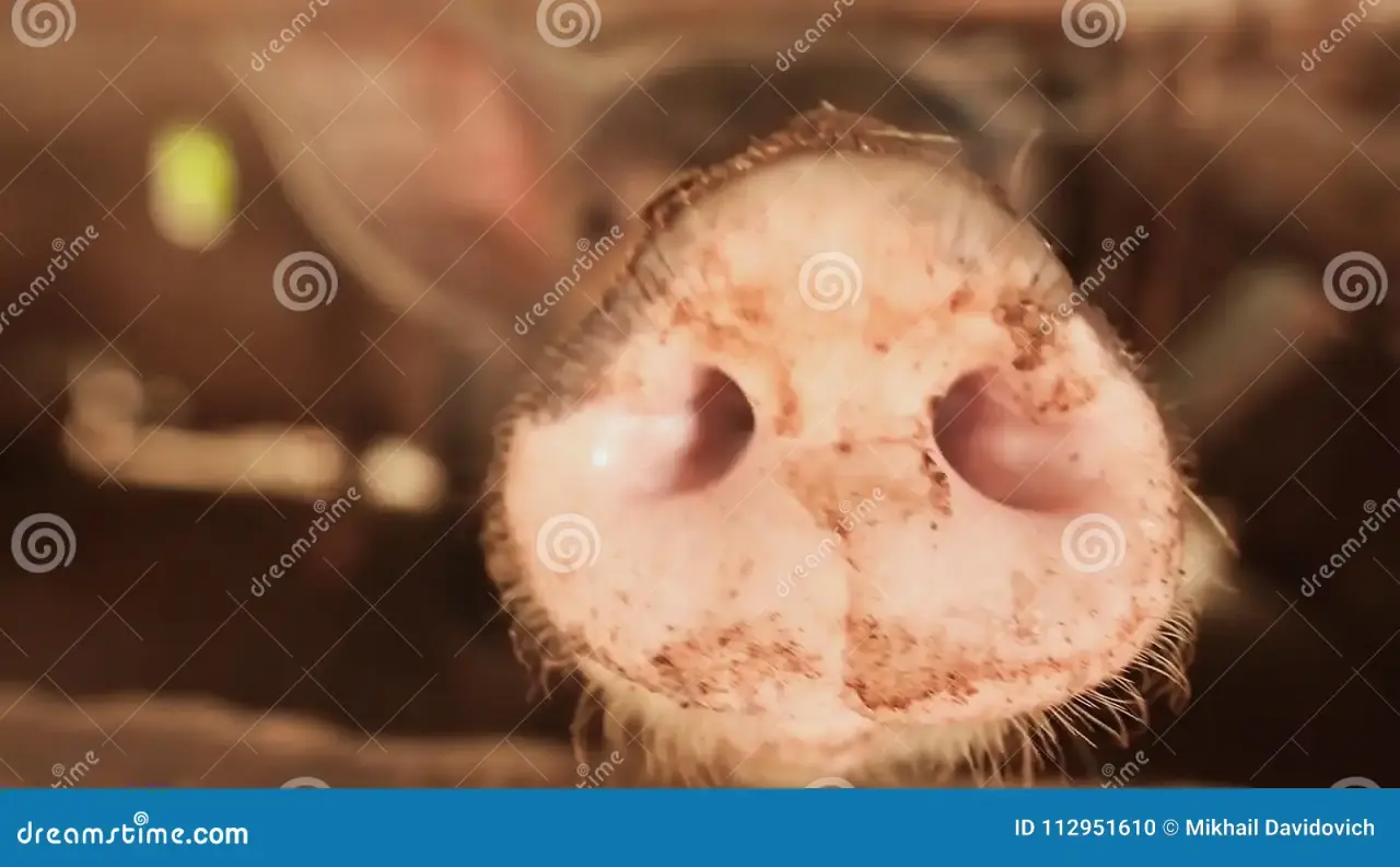 猪鼻子特写镜头-繁殖的家养的猪在菲律宾城市-112951610