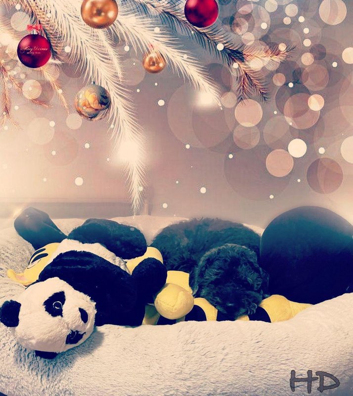 stanley-xmas-2020-HD.jpg