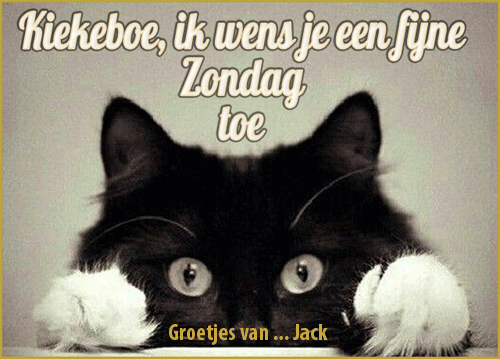 500-fijne-zondag-poes-1701