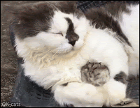 Amazing-Cat-GIF-Adorable-hamster-and-cool-Cat-are-best-friends-Incredible-interspecies-friendship.gif