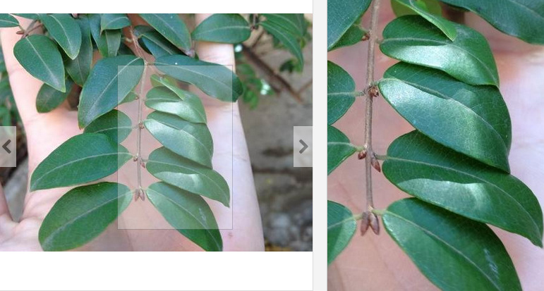 jaboticaba_ID_mother-tree_old_leaves