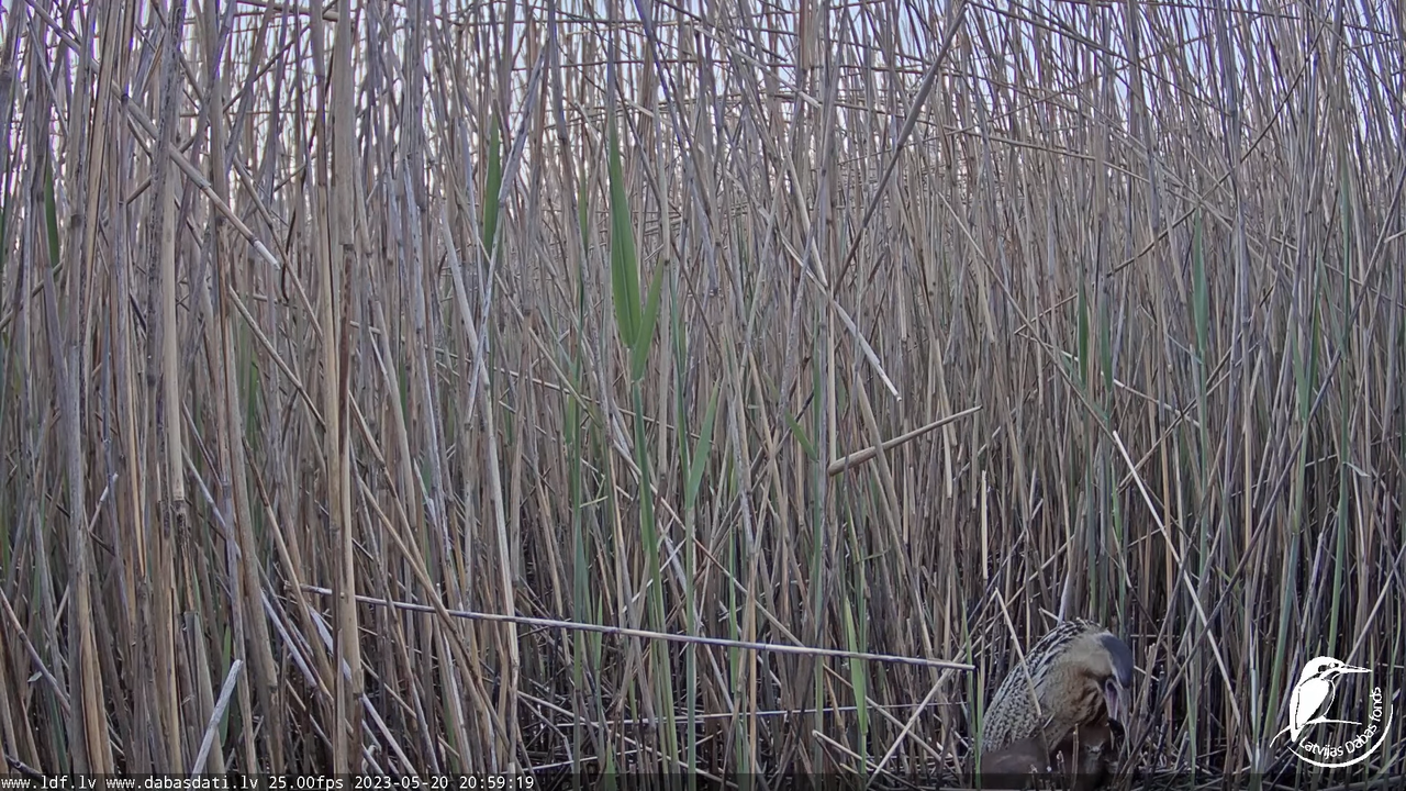 Lielais dumpis (Botaurus stellaris) Engurē - LDF tiešraide 12-17-34 screenshot
