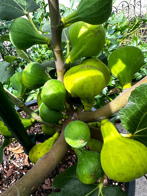 figs-738.jpg