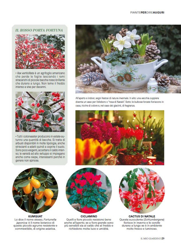 Il Mio Giar Dic 2025 Gen 2026 (12)