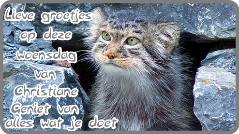 blogjes-15maart.png"