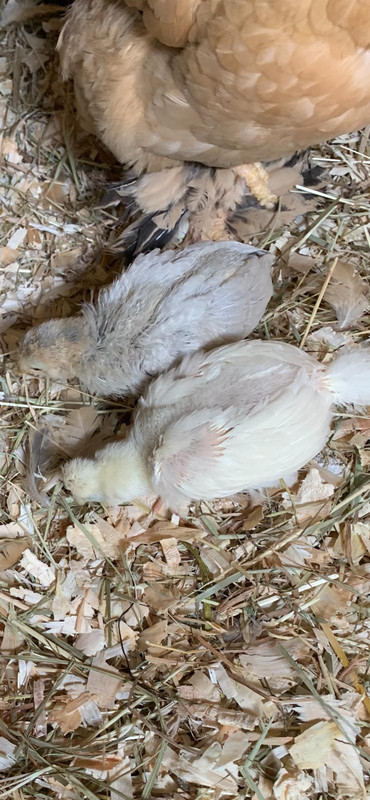 Araucana wit en rumpless