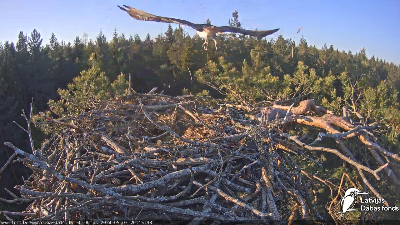 Zivju ērglis (Pandion haliaetus) Kurzemē - LDF tiešraide 11-16-3 screenshot