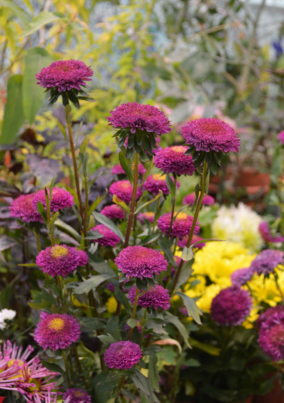 Фантастические цветы в аптекарском огороде! 