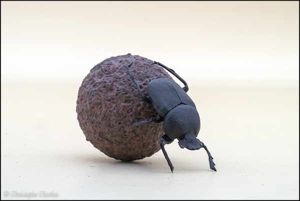 2022 Wildlife Figure of the Year, time for your choices! - Maximum of 5 So-Ta-Dung-beetle-1-copie