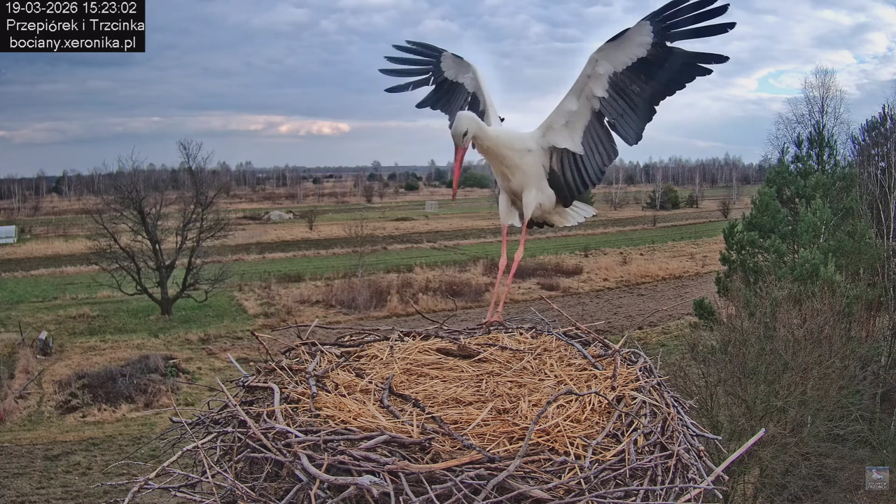 19032026 Powrót Przepiórka 2