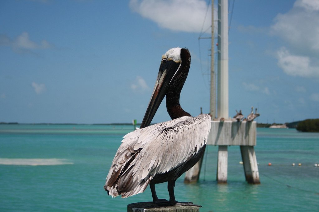 B-W-pelican.jpg