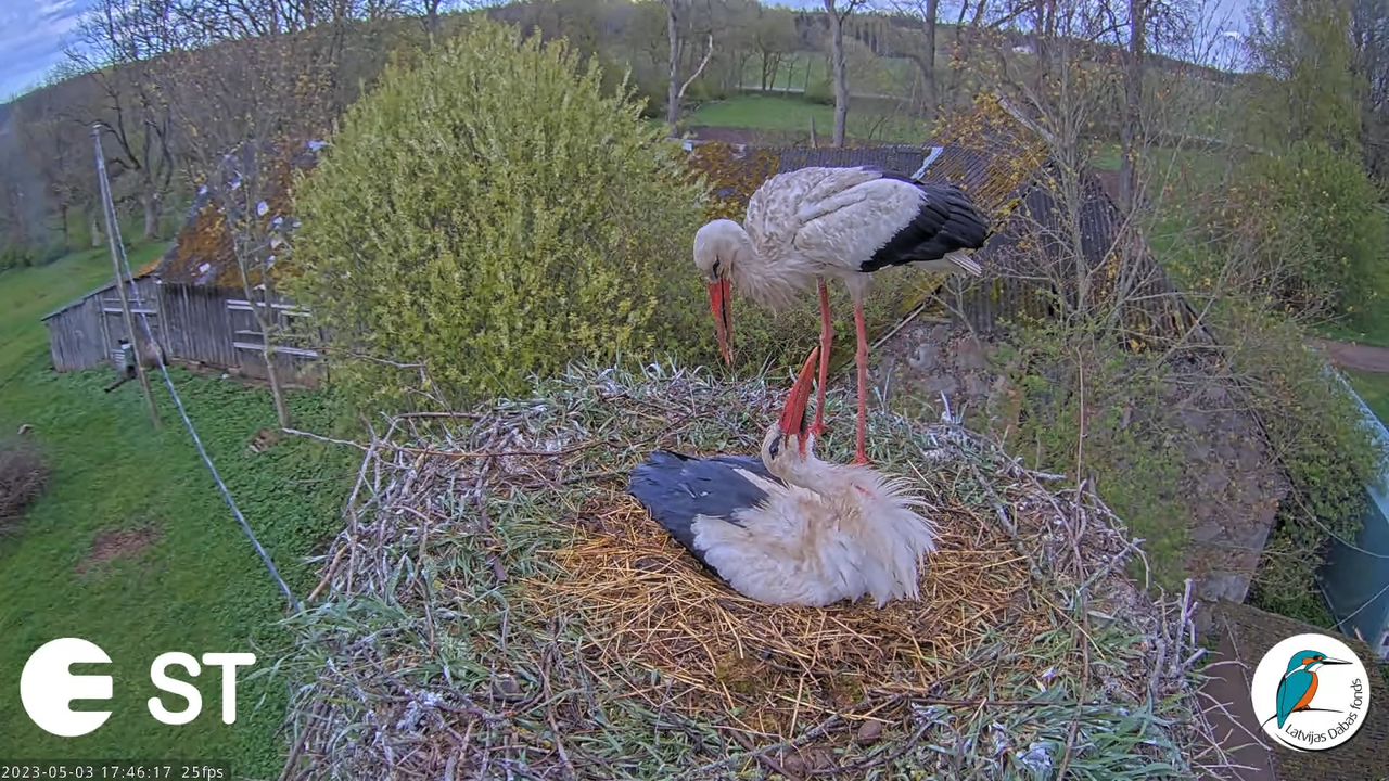 Baltie stārķi (Ciconia ciconia) Tukuma novadā - LDF tiešraide __ White storks in Tukums, Latvia 15-1