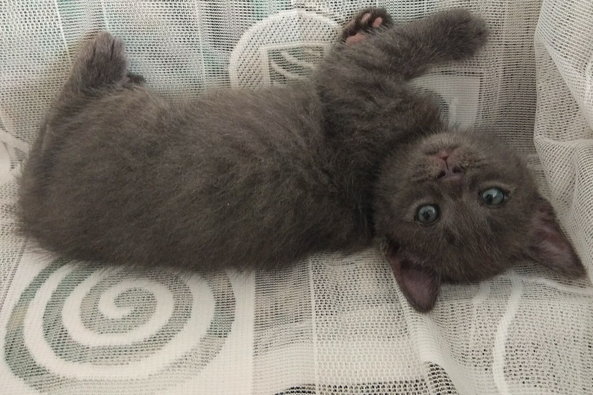 Дымчатый1_10-1