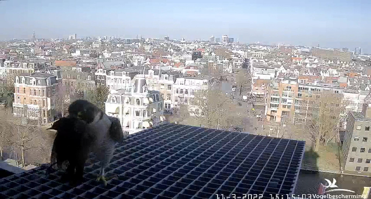 amsterdam - Amsterdam/Rijksmuseum screenshots © Beleef de Lente/Vogelbescherming Nederland Video-2022-03-11-151656-Moment-5