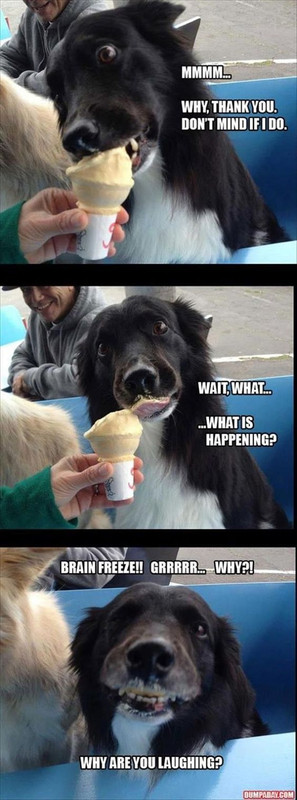 Dog Humor #2