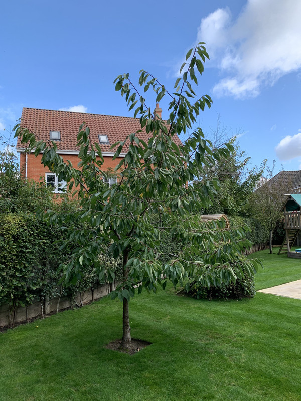 How and when to prune a Cherry Tree Detailing World Forum