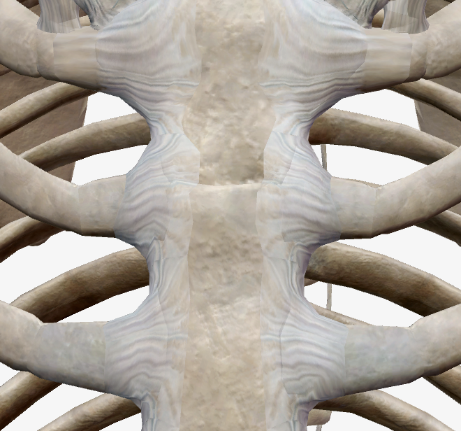 Articulations du Thorax