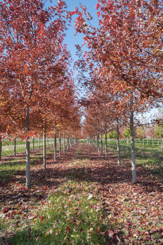 becky's trees 6