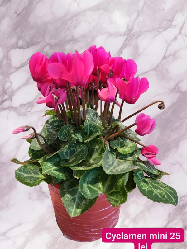 Cyclamen mini