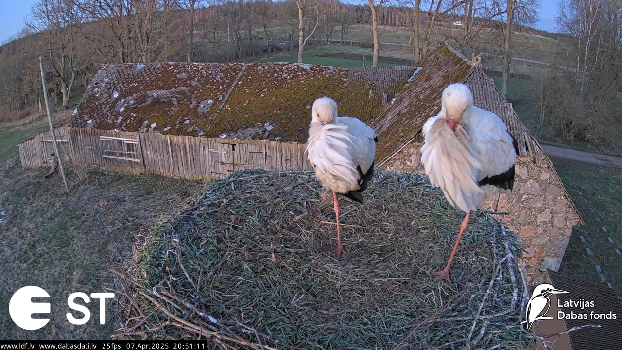 (8) Baltie stārķi (Ciconia ciconia) Tukuma novadā __ White storks in Tukums, Latvia - YouTube - 841_