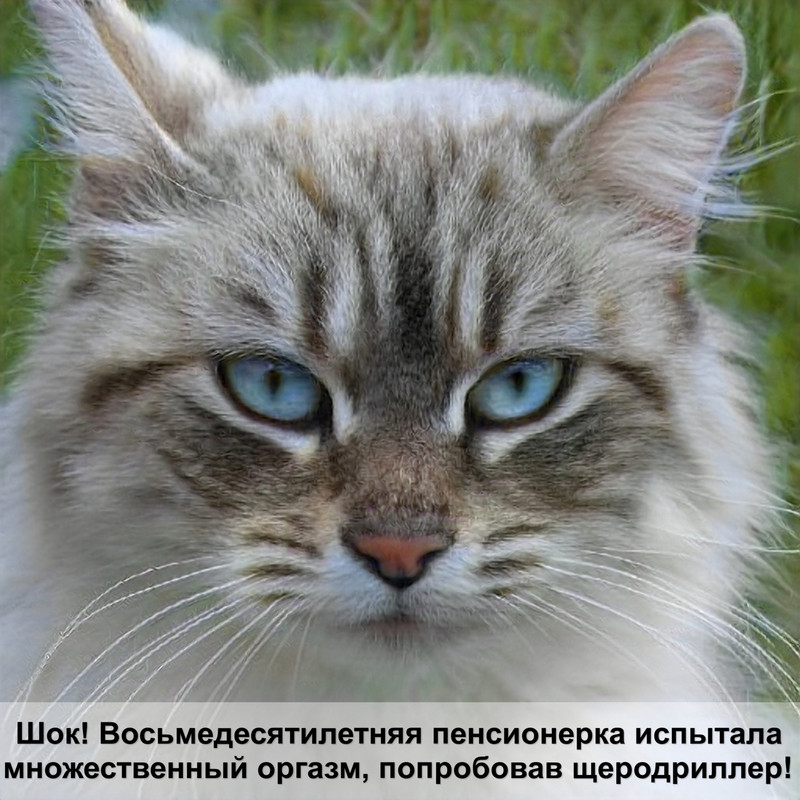 переноска для кошек пластиковая