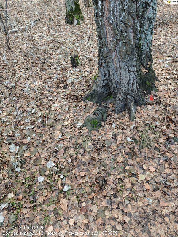IMG 20251119 144641