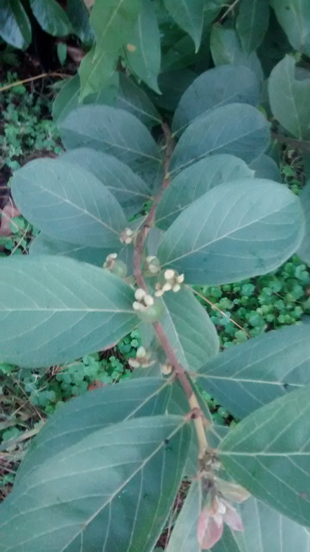 IMG_20151129_170020706