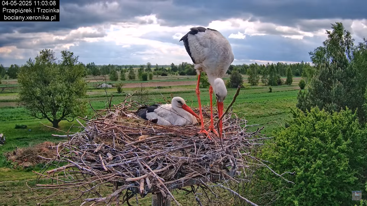 04052025bociany16