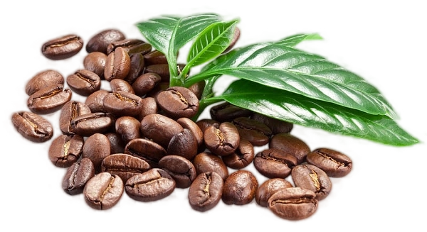 Brazilian coffee beans illustration