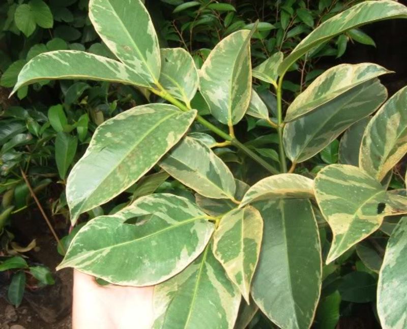 variegated mangostana